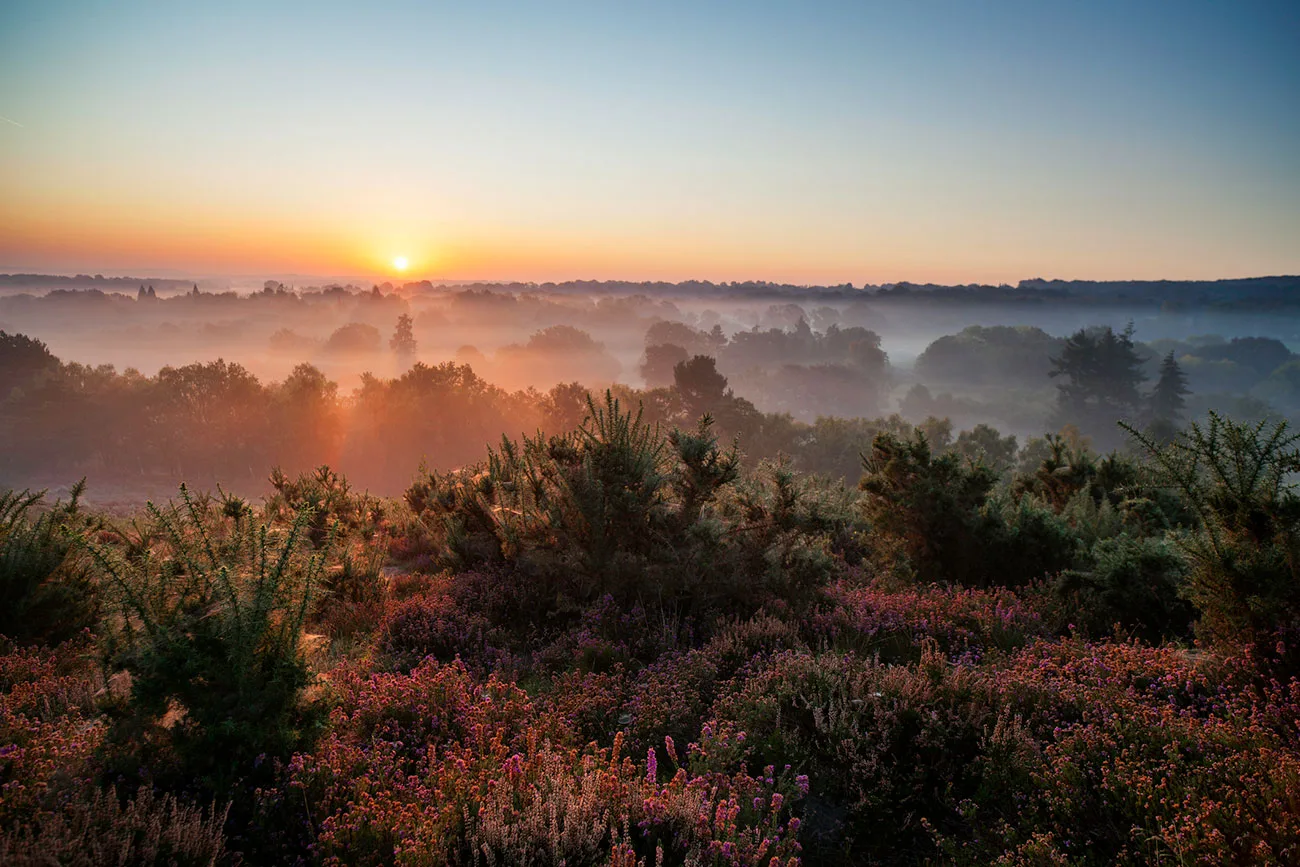 Surrey